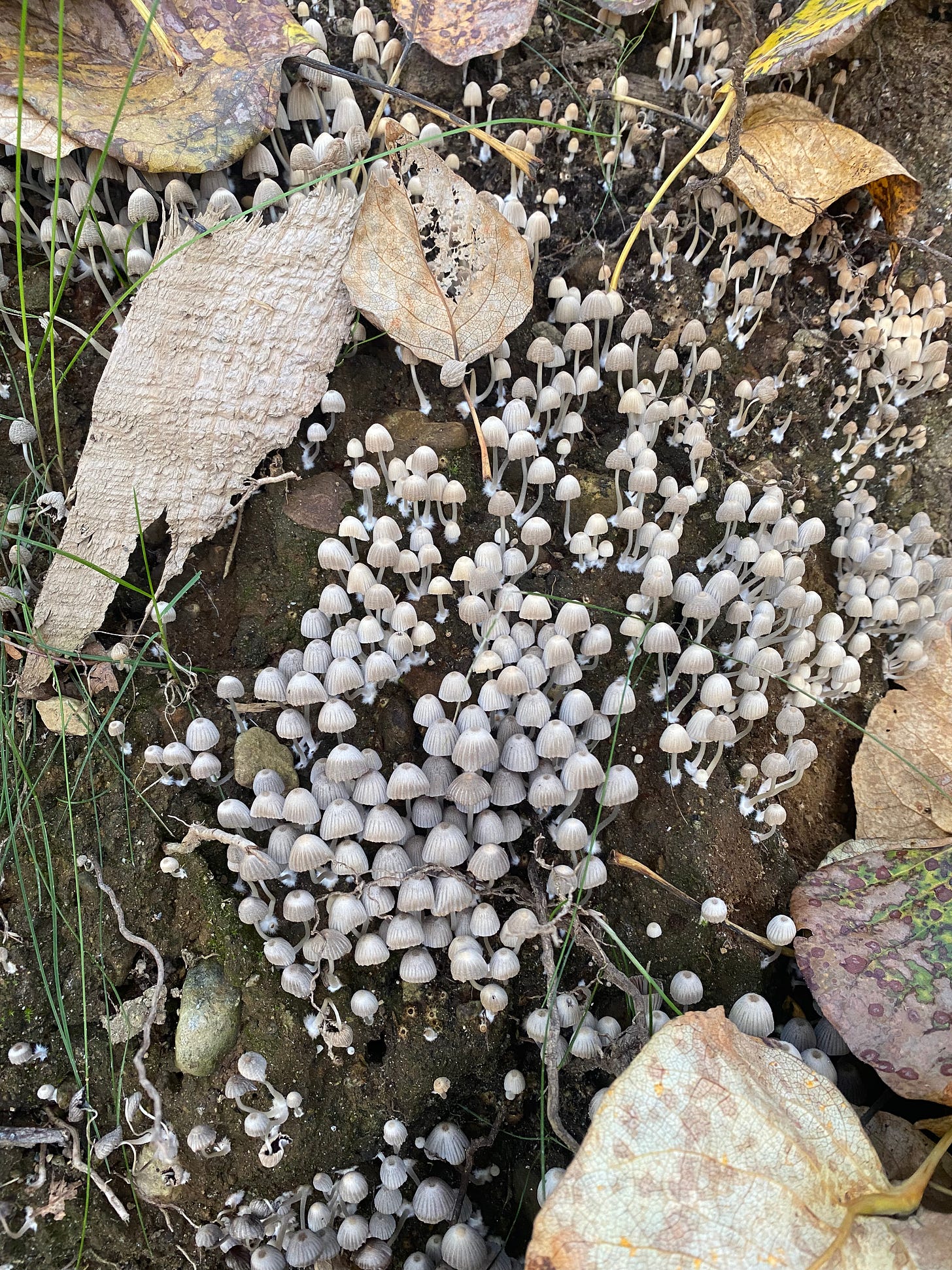 clusters of tiny white mushrooms growing on a rotting piece of wood in a forest.