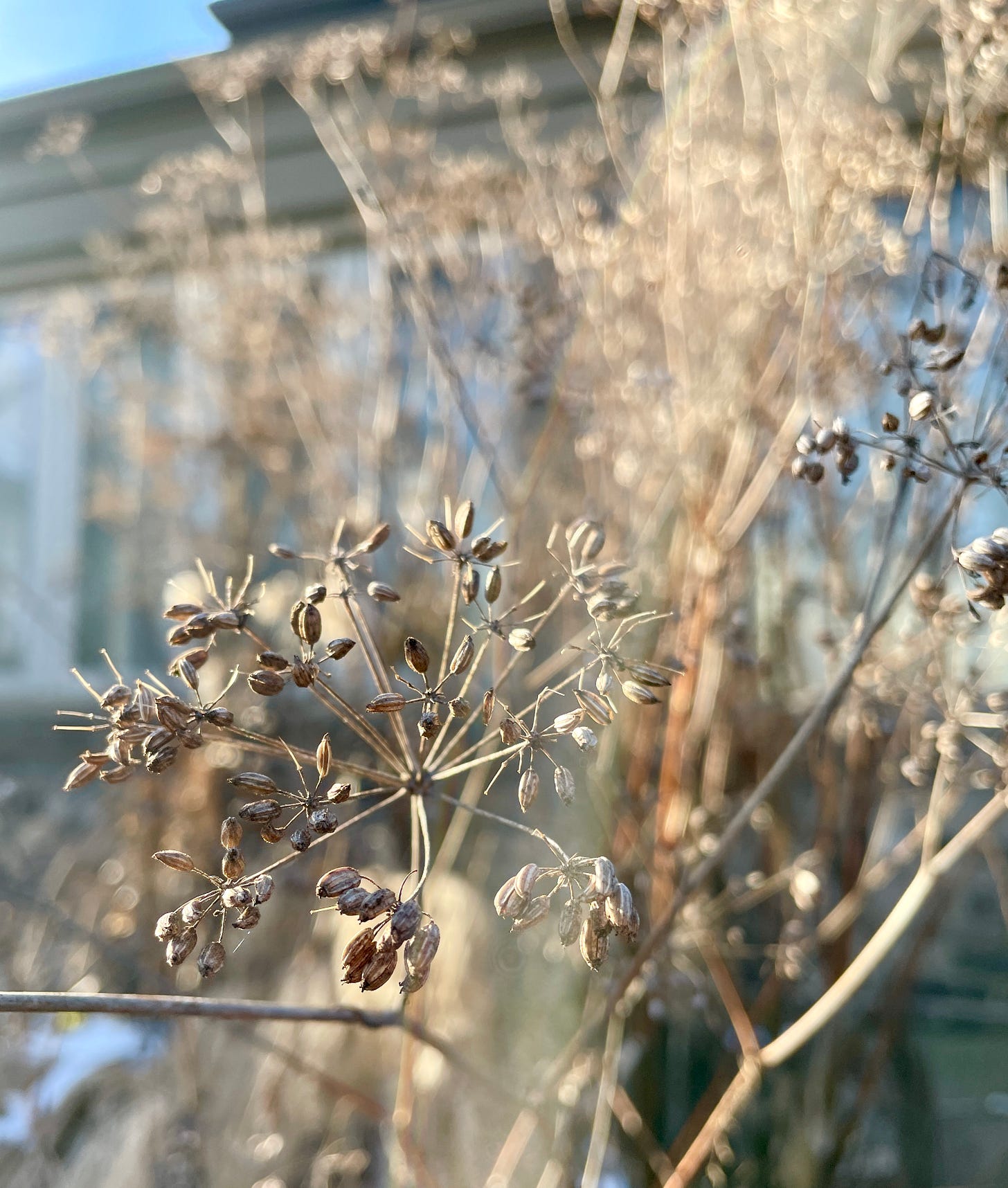 Bronze fennel is a favorite seed head to look out on covered in snow. It seems to catch all of the moisture just right. It is in the Hot Border near the house.