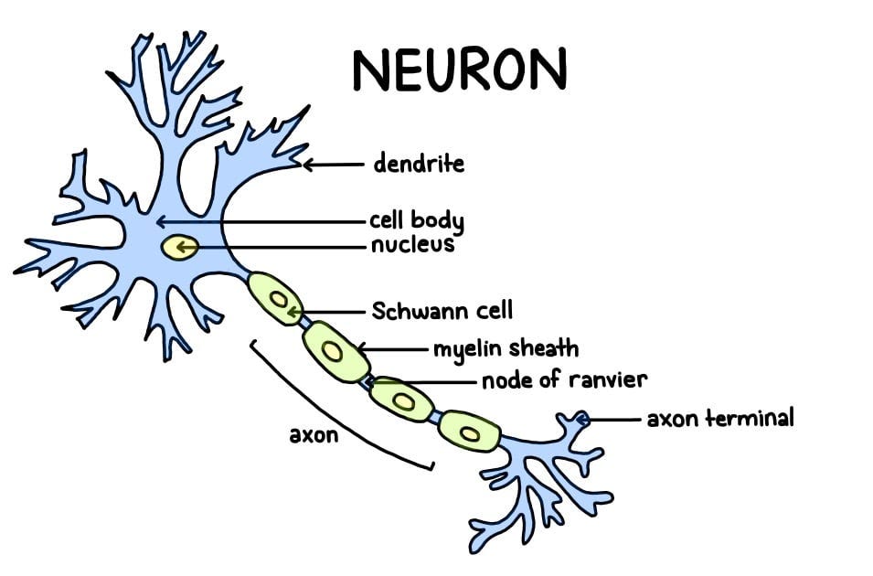 Neurons (Nerve Cells): Structure, Function & Types