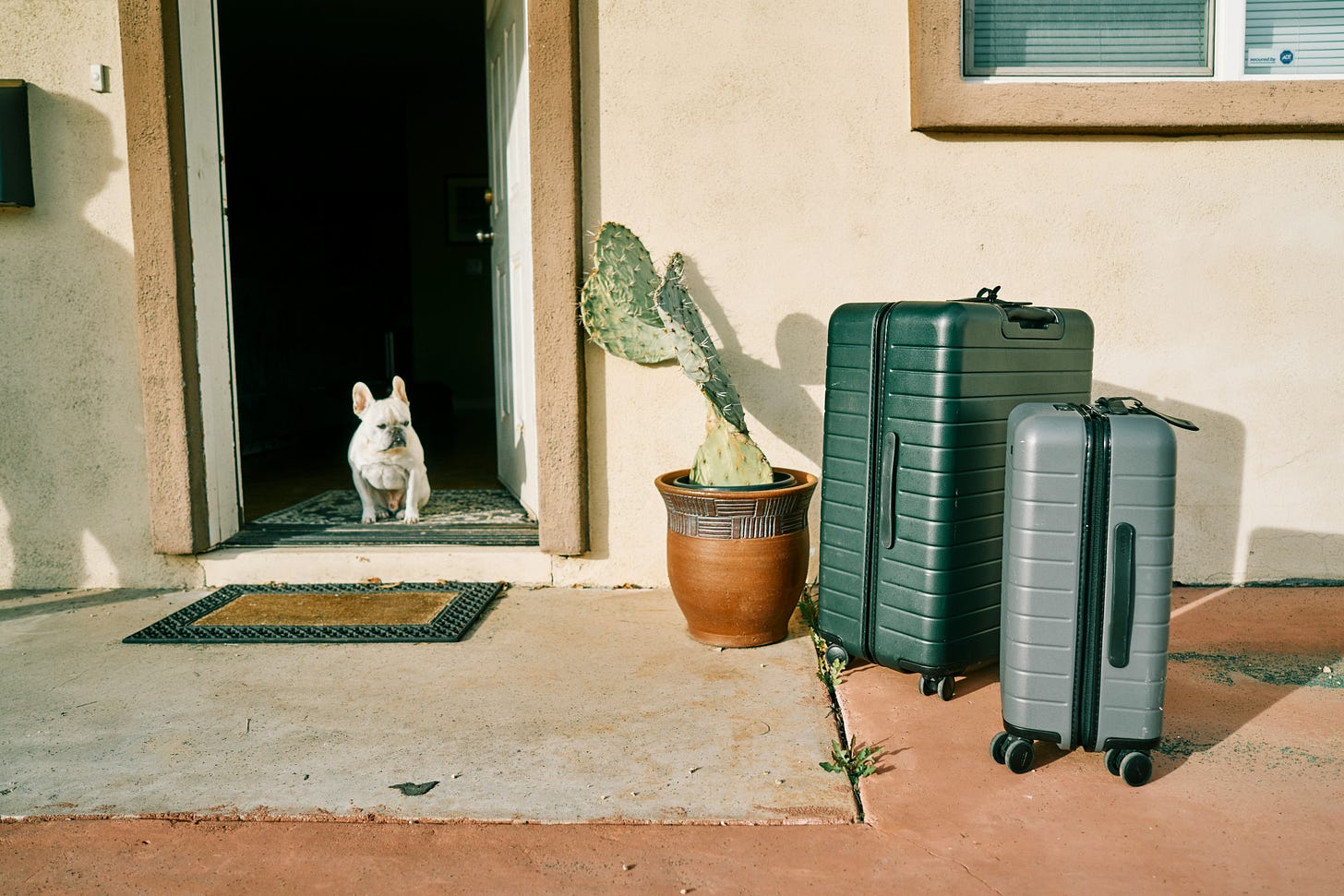 small white dog sitting in an open doorway looking out at two suitcases on the sidewalk