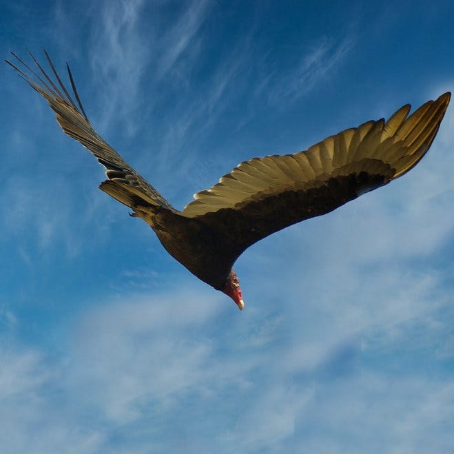 free will resilience committment mental health personal growth counseling coaching psychotherapy lincoln stoller