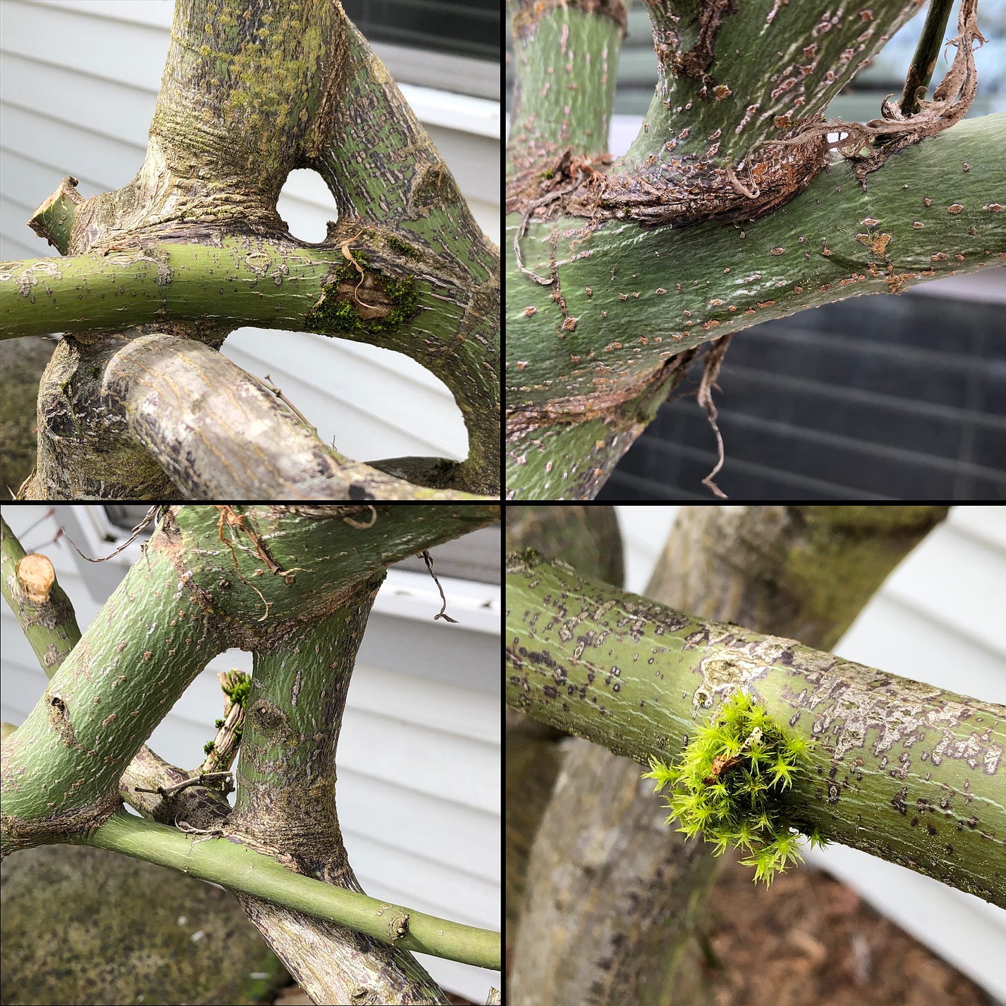 A montage of four instances of crossing branches merging into a single growth.