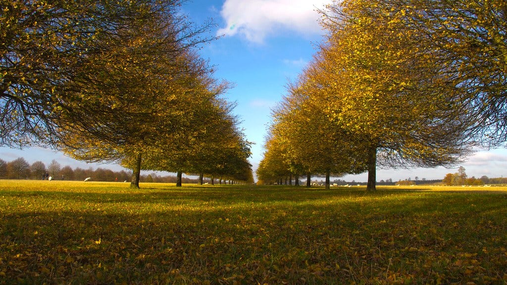 Autumnal avenue of trees at Blenheim
