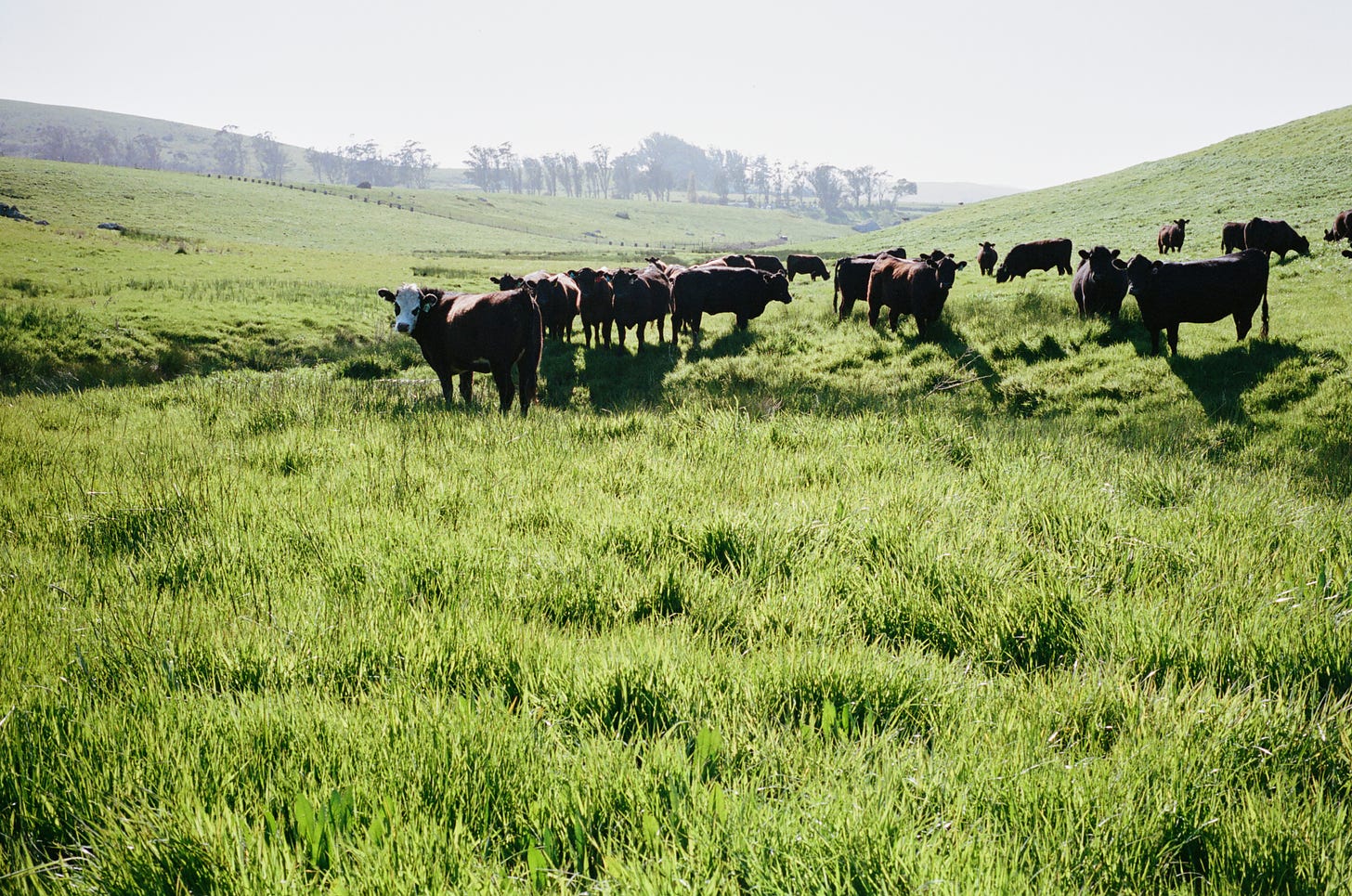 Cows grazing the Stemple Creek pasture