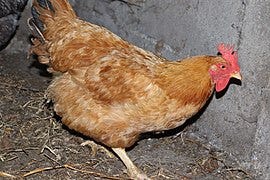 File:Gallus gallus domesticus.103 - Campañó.jpg