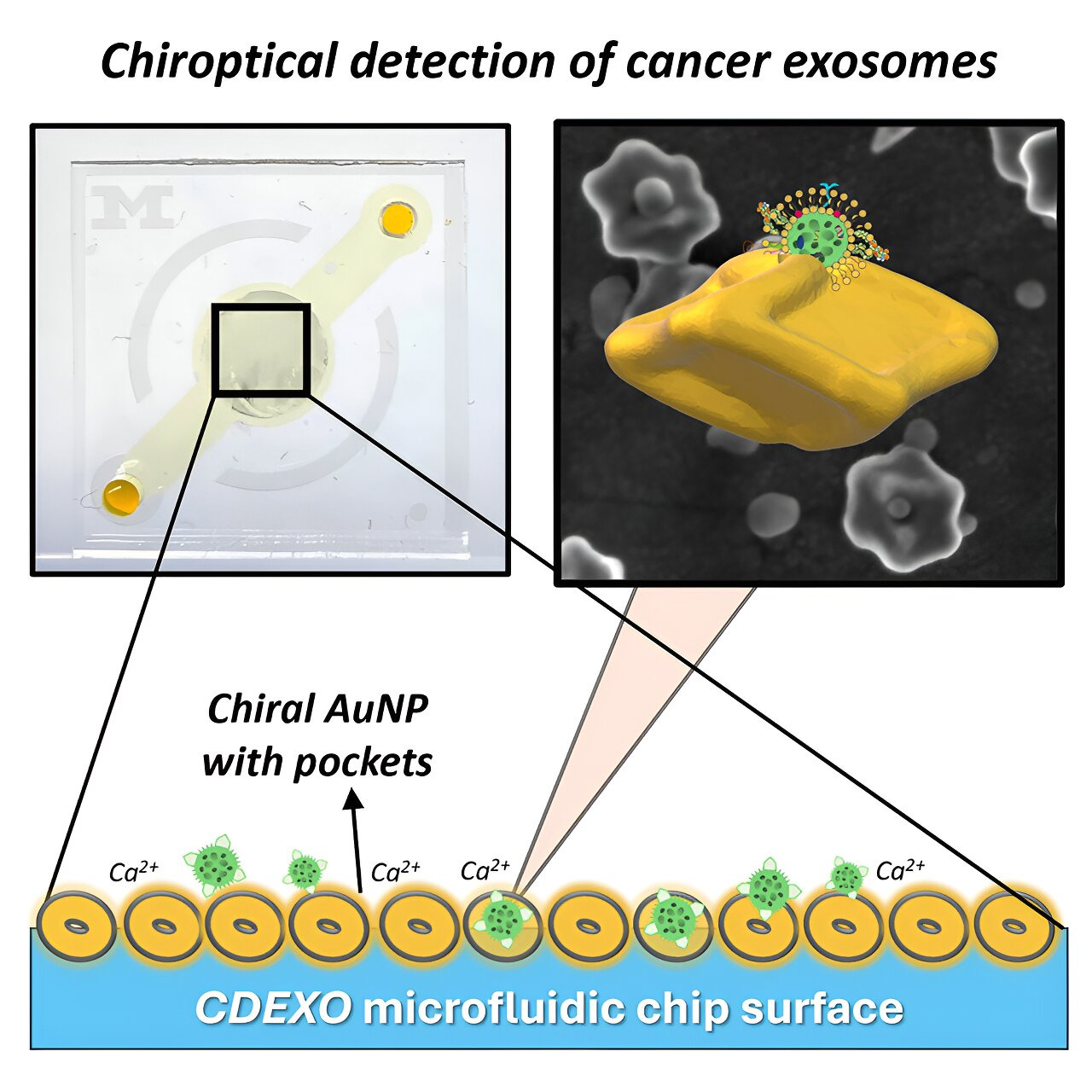 New microchip uses exosomes for faster, more sensitive lung cancer detection from a blood draw