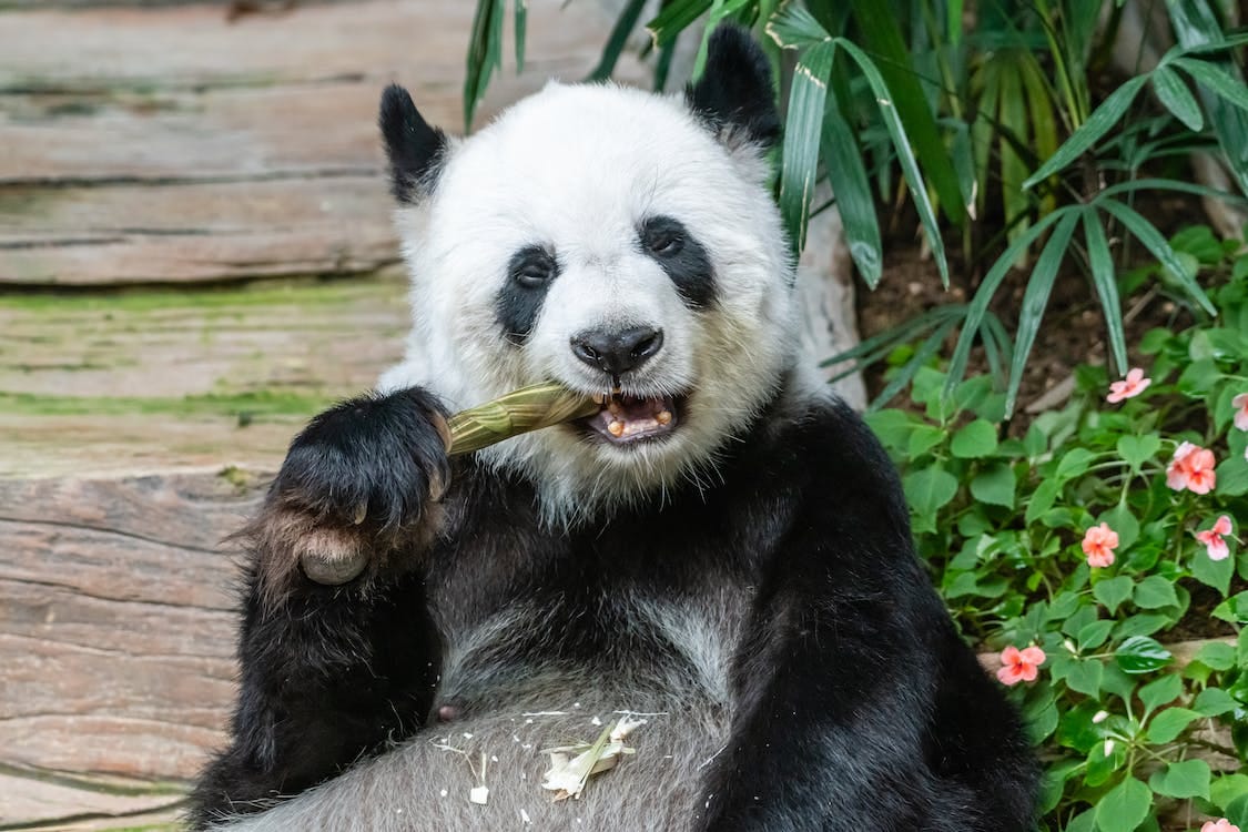 Free Eating Panda Bear Stock Photo