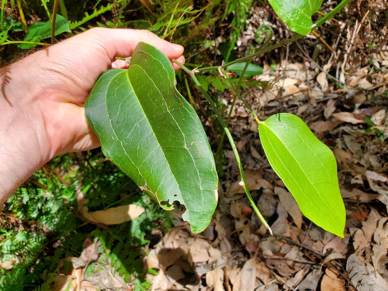 Smilax australis [leaf] 20221211_143552 sml.jpg