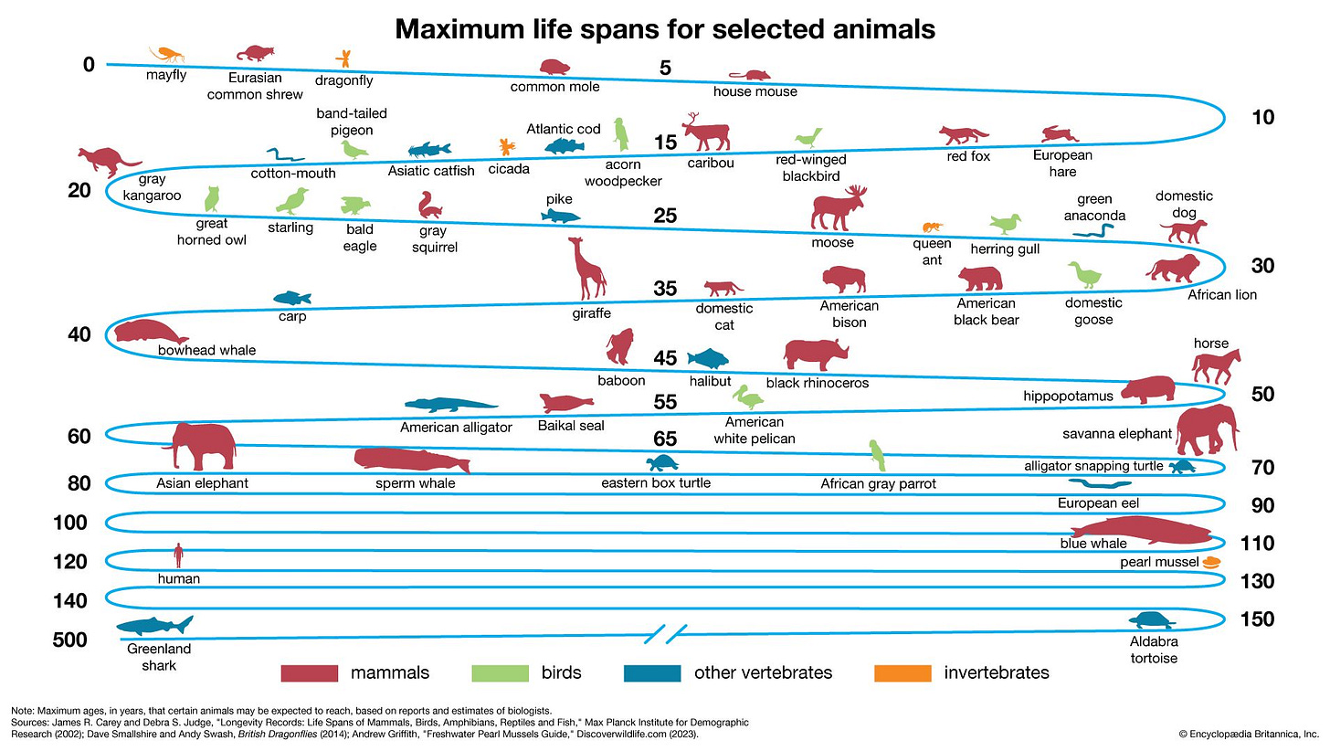 Maximum life spans for selected animals. How long animals live. life spans