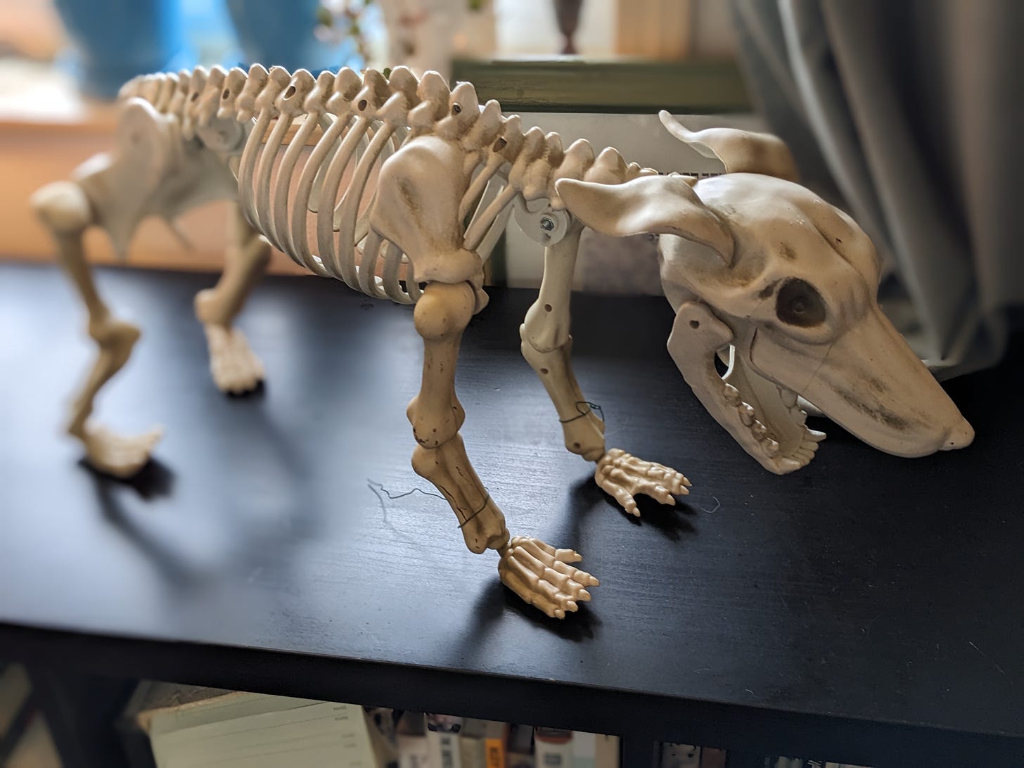 The Dog Skeleton