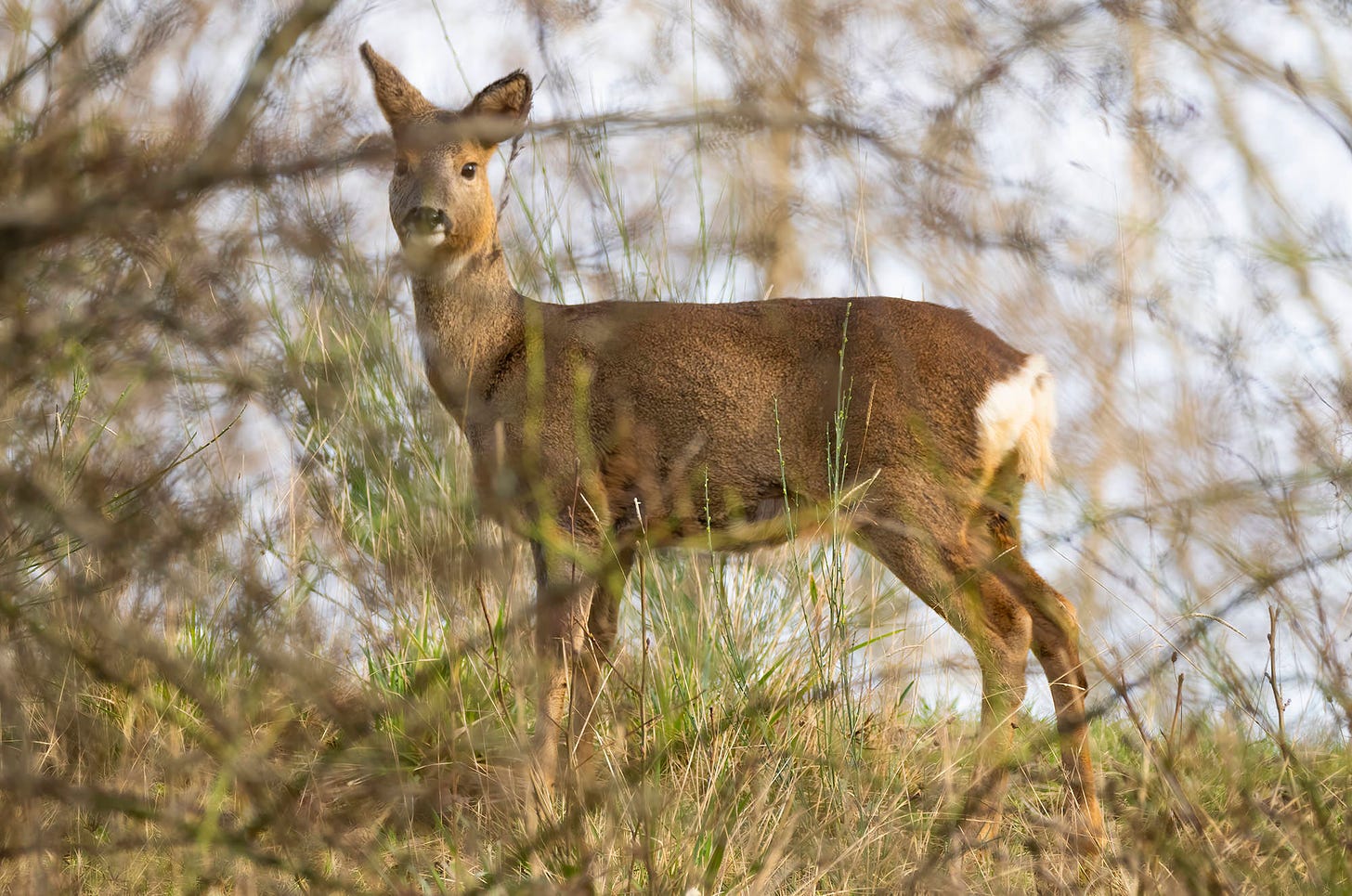 Photo of a roe deer doe, partially obscured by tree branches