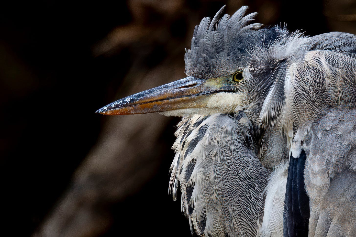 A close-up of a bird

AI-generated content may be incorrect.