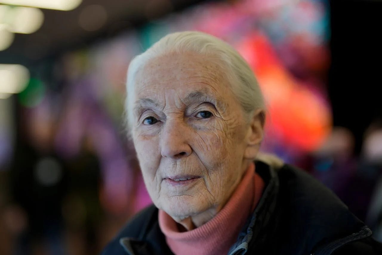 English primatologist and anthropologist Jane Goodall says she's not entirely sold on the value of consumer carbon taxes. (Markus Schreiber/AP Photo - image credit)