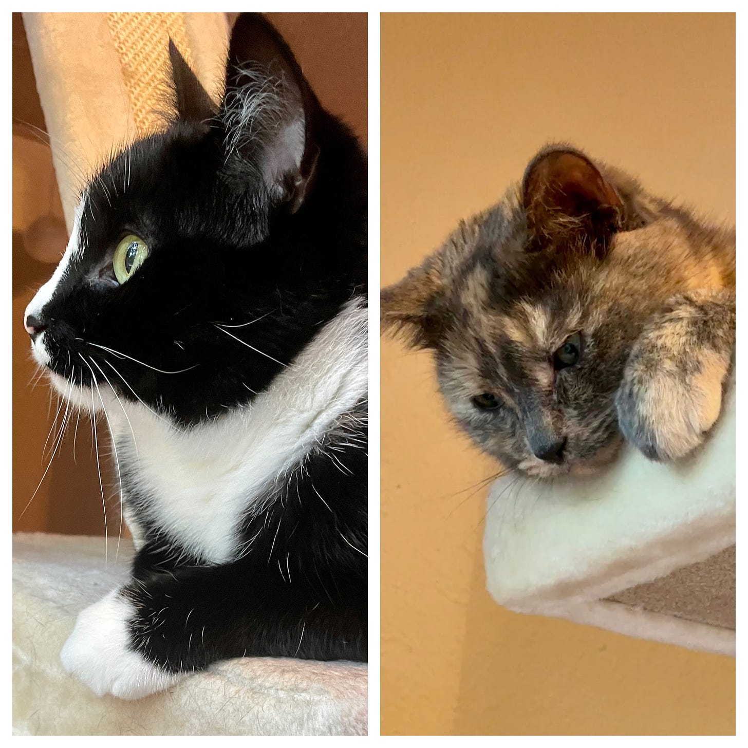 Left: Viewed in profile, a tuxedo cat is looking into the distance with cheerful interest. Right: A dilute tortoiseshell cat is peeking down from her perch atop a beige cat tree. She appears to have murderous intent.