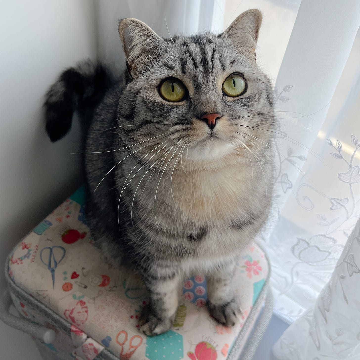 A pale grey cat with dark stripes and a cream colour chest. She has very large eyes and is looking directly at the camera