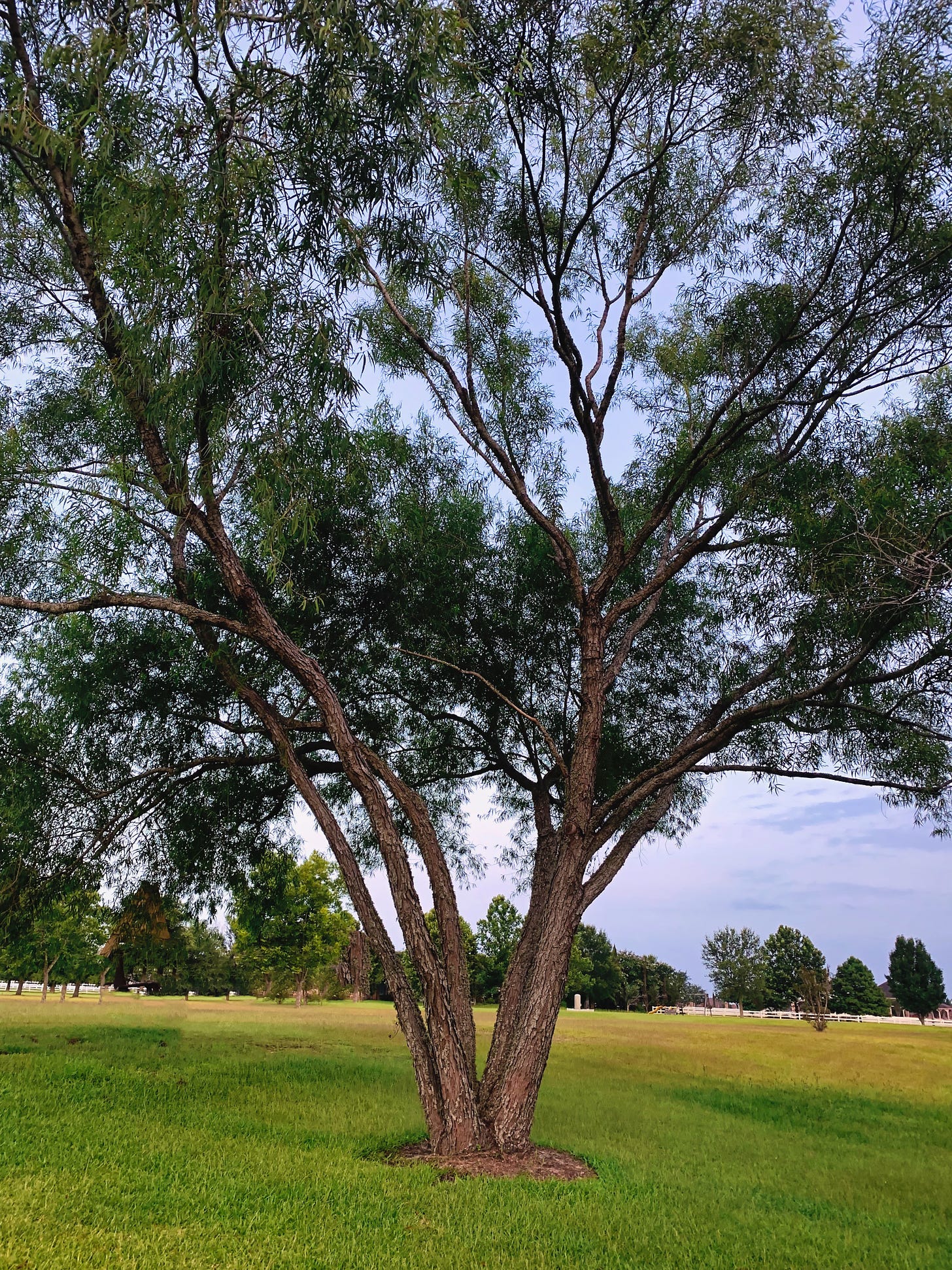 A single Black Willow with a line of pine trees in the background and blue sky in the background