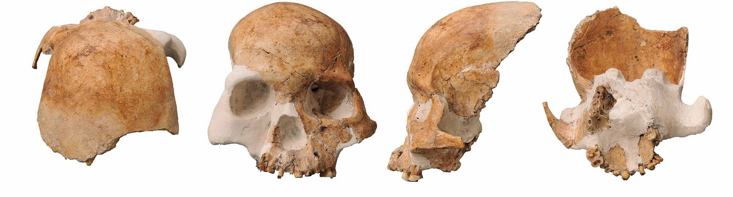The partial Longlin 1 skull in four orientations The partial Longlin 1 skull in four orientations