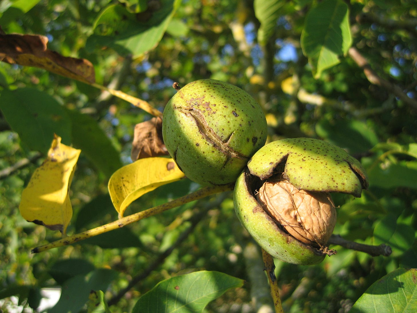 Walnut tree