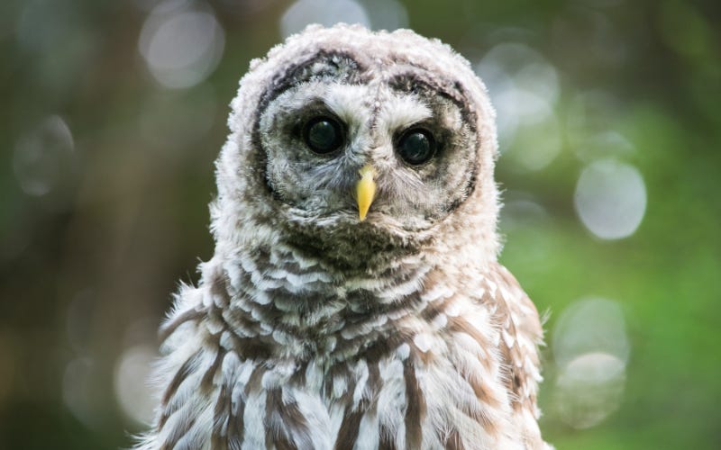 A baby barred owl stares straight ahead.
