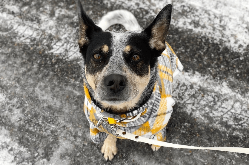 Scout the Australian cattle dog wears a yellow sweater while sitting on an icy road during a Wisconsin winter