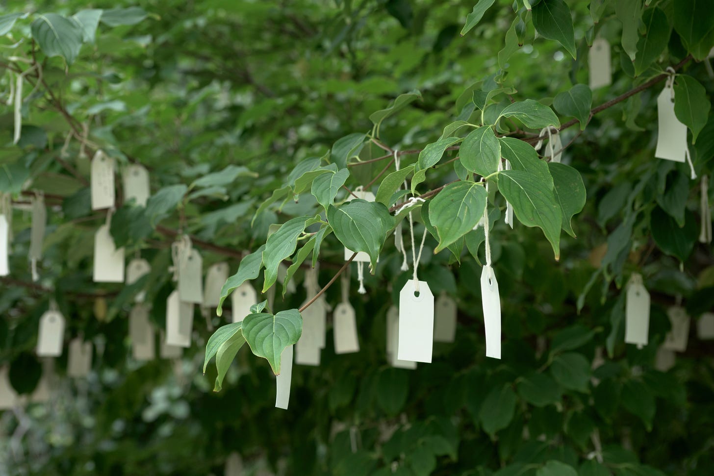 Wish Tree by Yoko Oko.