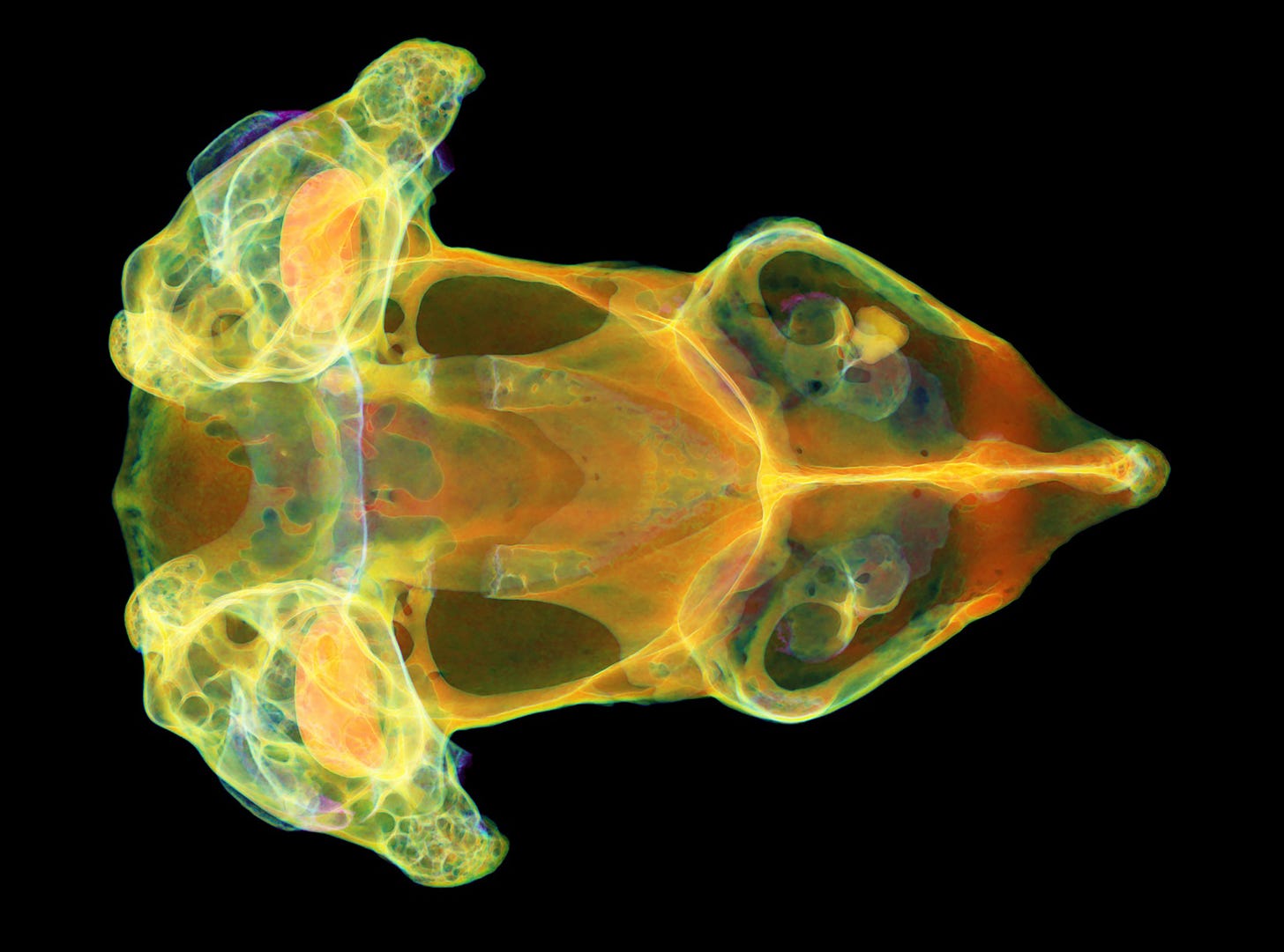 pig-nose frog scan