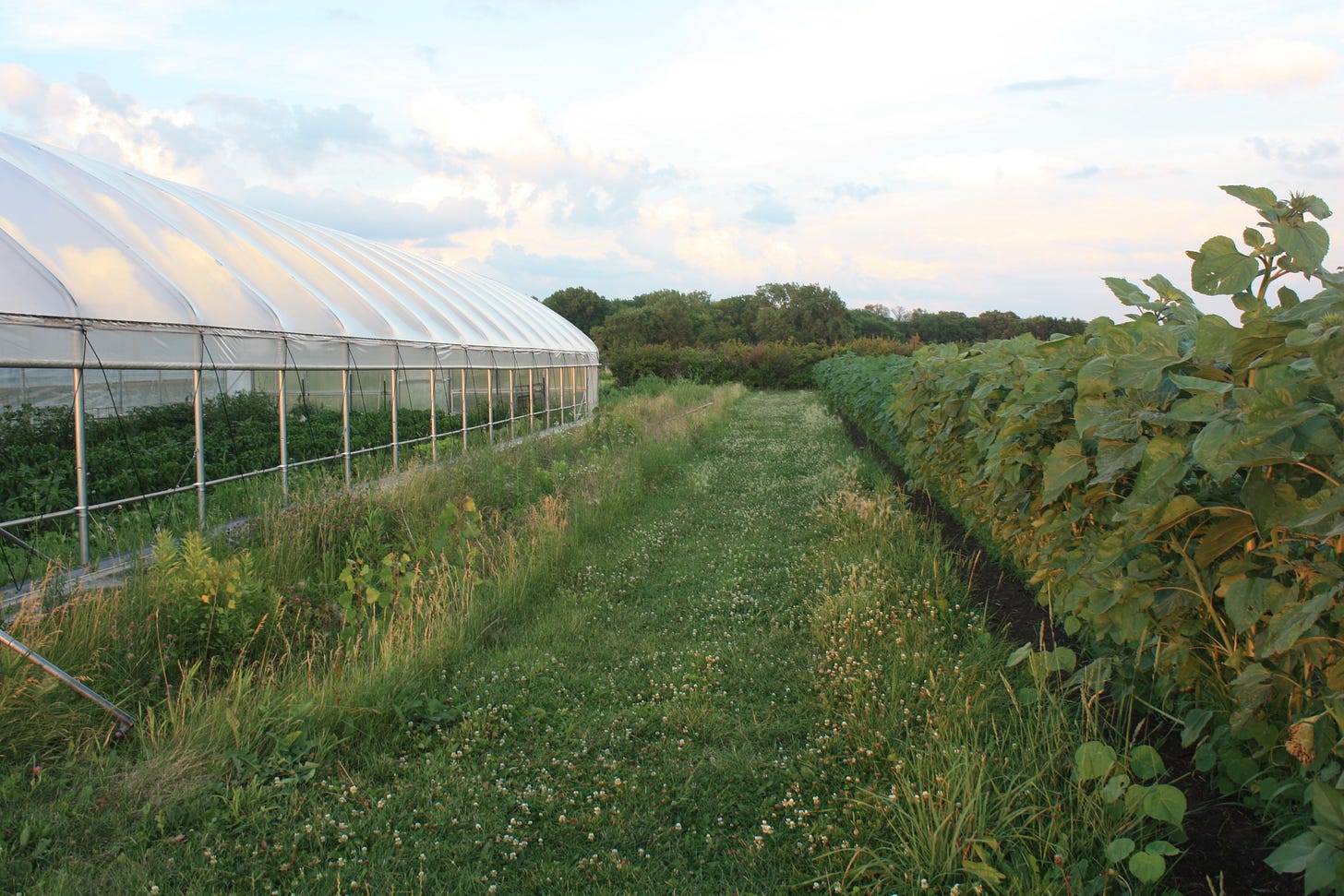 pathway between a high tunnel and sunflowers