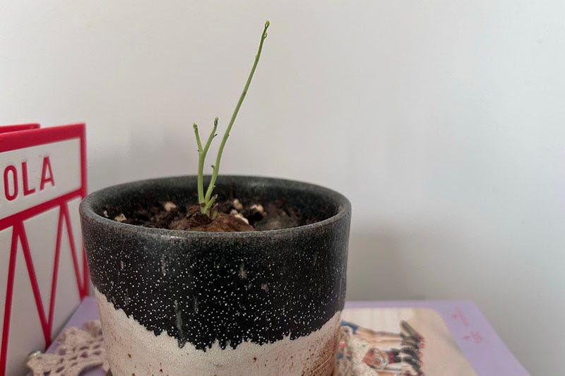 Stephania erecta plant growing out of a glazed pot.