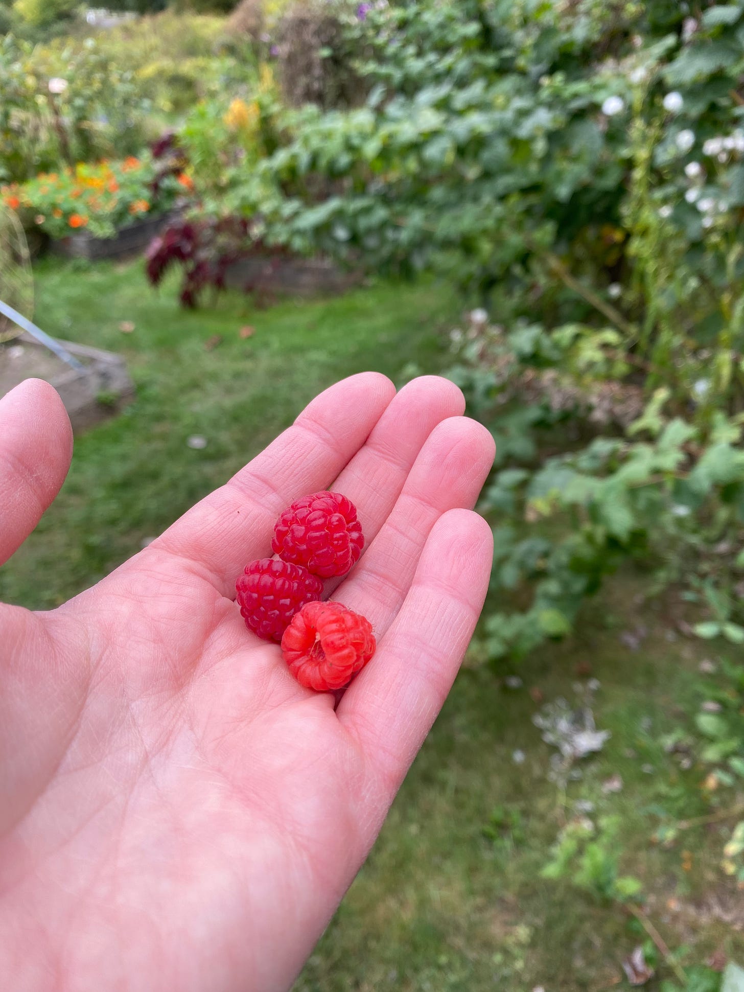 Three raspberries in my palm against a garden backdrop. 