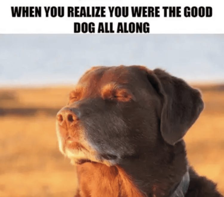 50 Hysterical Dog Memes That Will Make You Laugh - K-9 Specialist