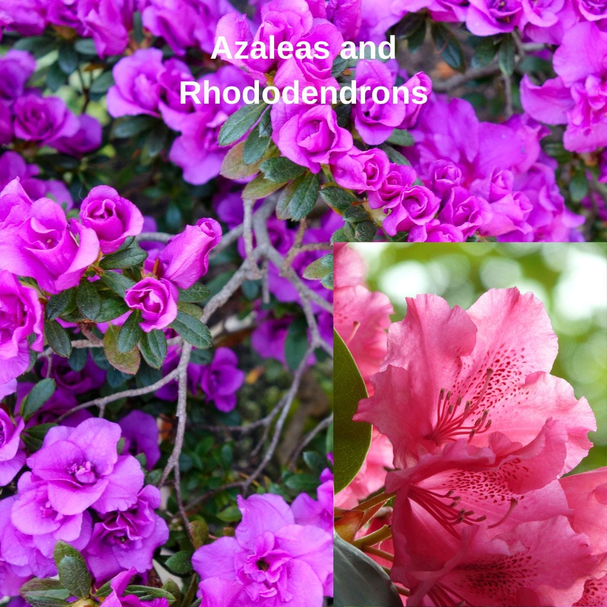 Azaleas and Rhododendrons