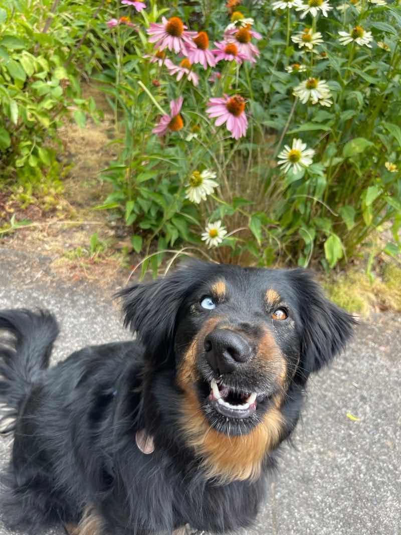 Black and brown dog making a goofy face at the camera