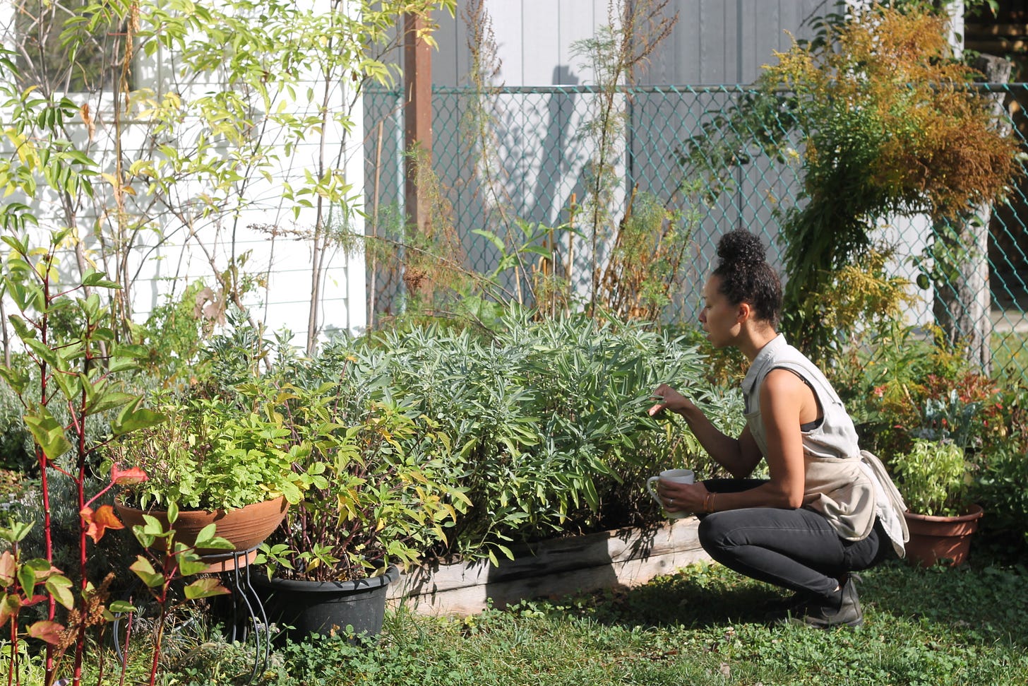 A middle-aged Black woman with a bun squats in front of a foot-high raised wooden bed. She is touching a cluster of sage plants. 