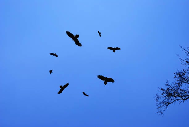 160+ Vultures Circle Stock Photos, Pictures & Royalty-Free Images - iStock