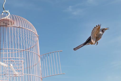 bird flying from cage