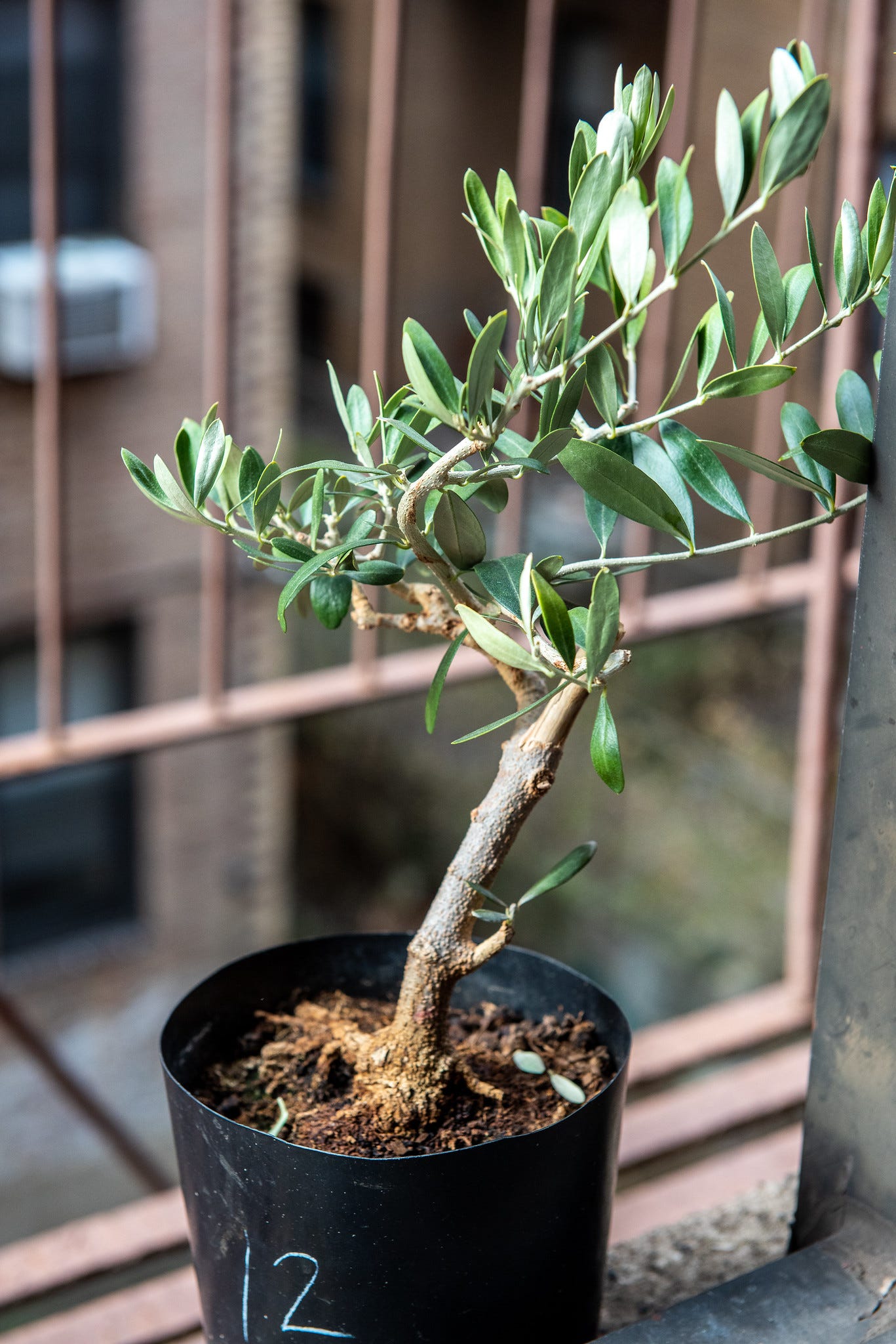 ID: Bushy olive pre bonsai