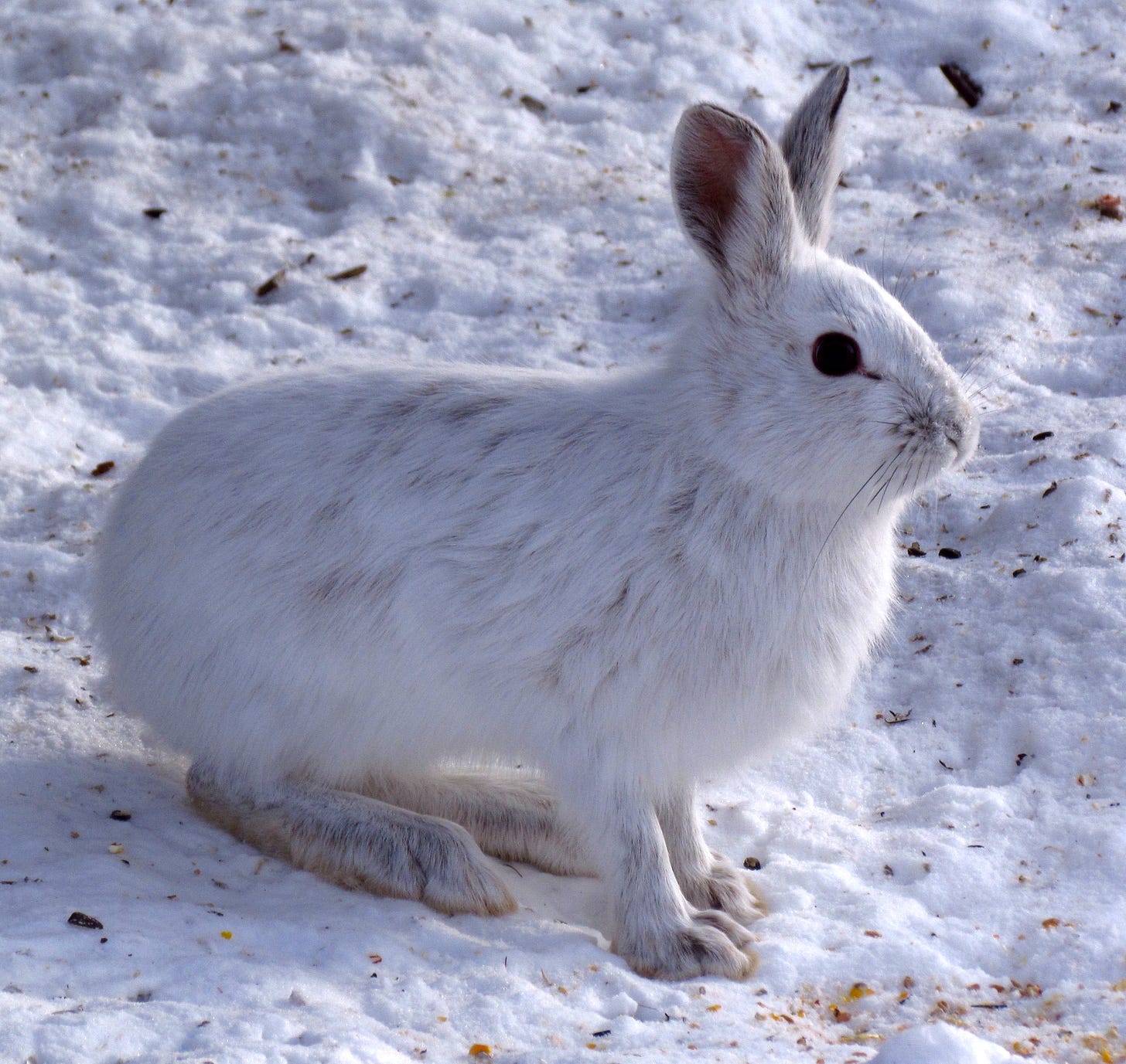 Las liebres americanas (Lepus americanus) son uno de los principales herbívoros de los bosques boreales