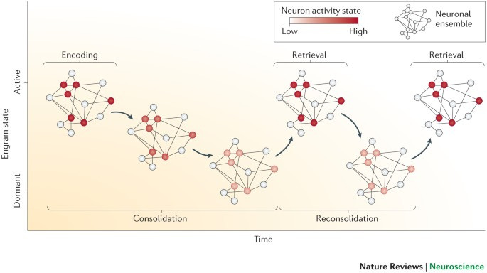 Finding the engram | Nature Reviews Neuroscience