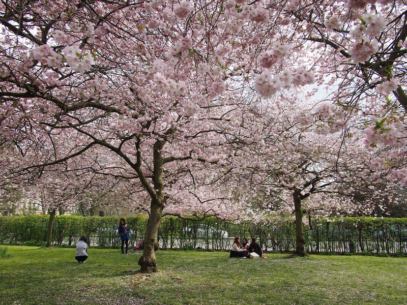 Cherry Blossoms - Regents Park