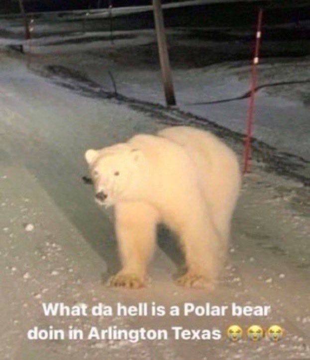 lev on X: "the polar bear in arlington texas meme is so funny to me bc  really it should be the opposite. the polar bear should be the one out of  the