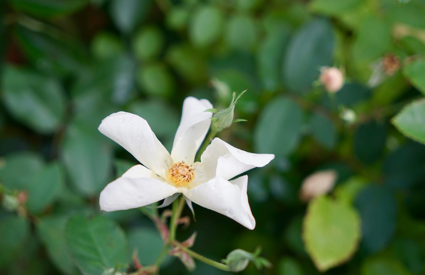 a white rose