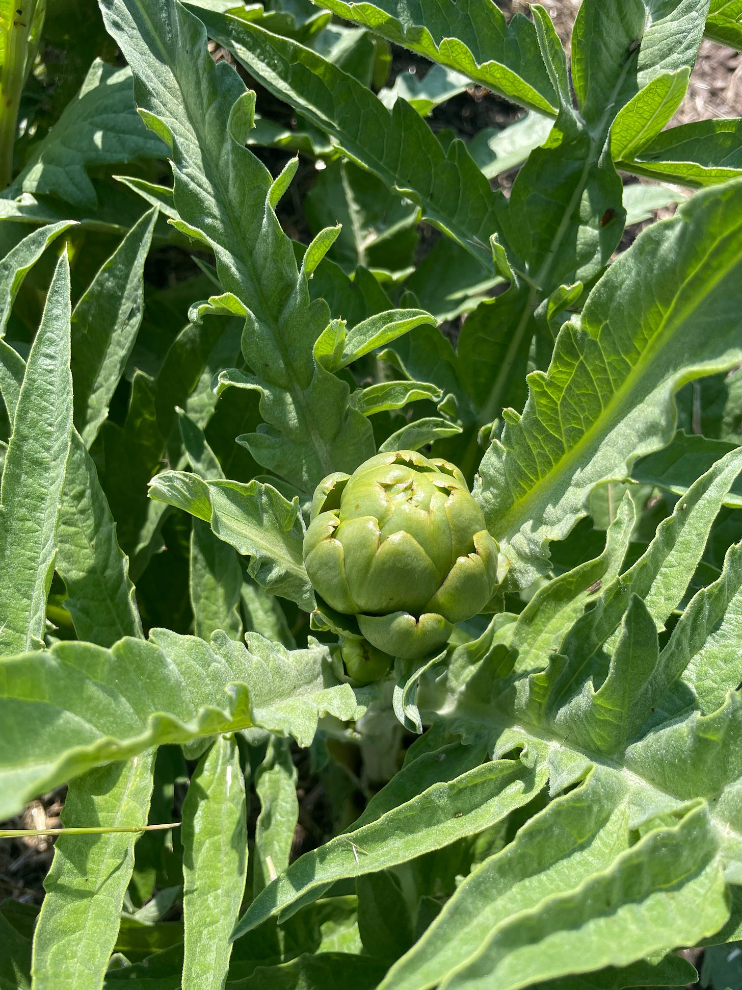 another baby artichoke