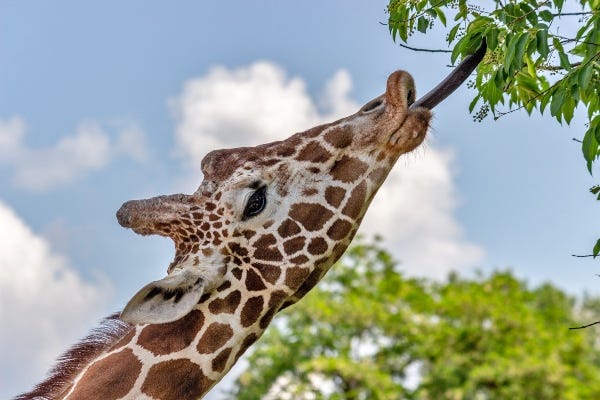 picture of a giraffe with its tongue poking out to reach leaves on a tree