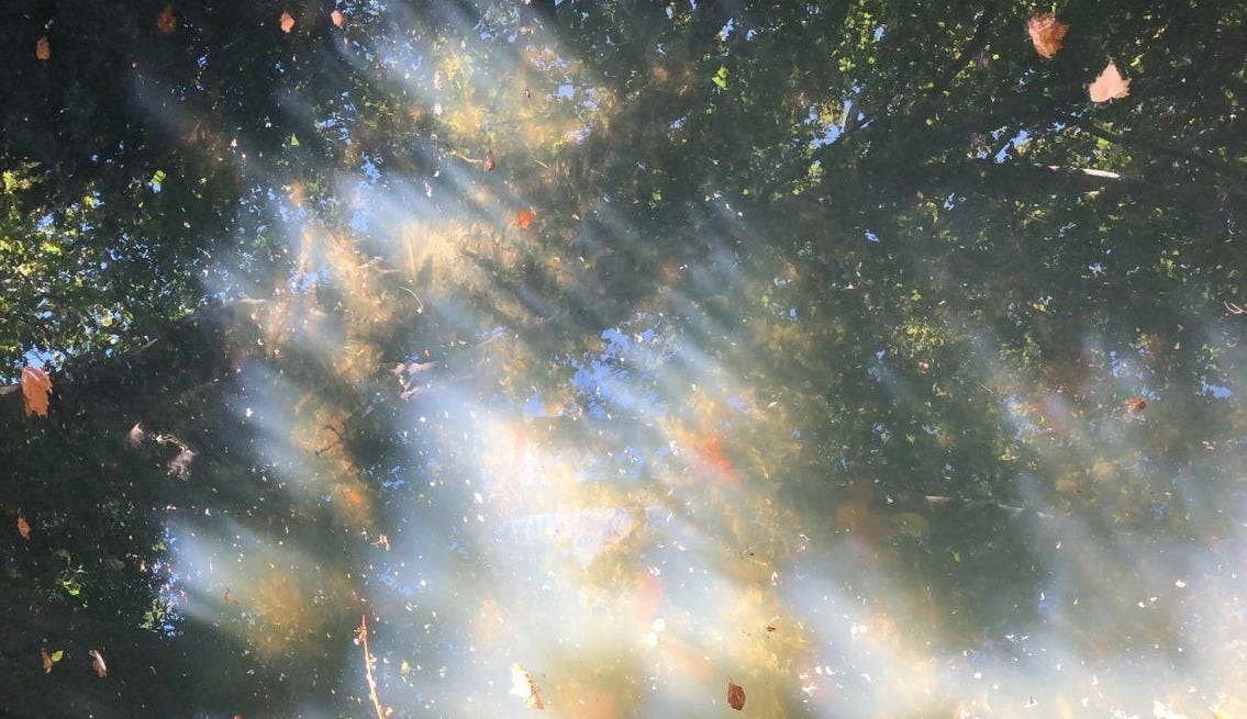 This may contain: the sun shines through the leaves on the water's surface, making it appear to be floating