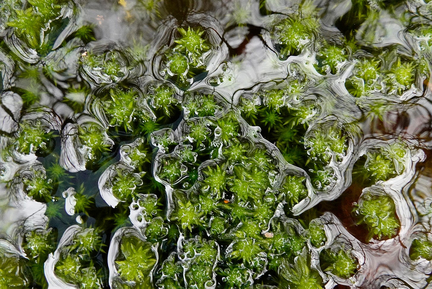Bright green sphagnum moss surrounded by water