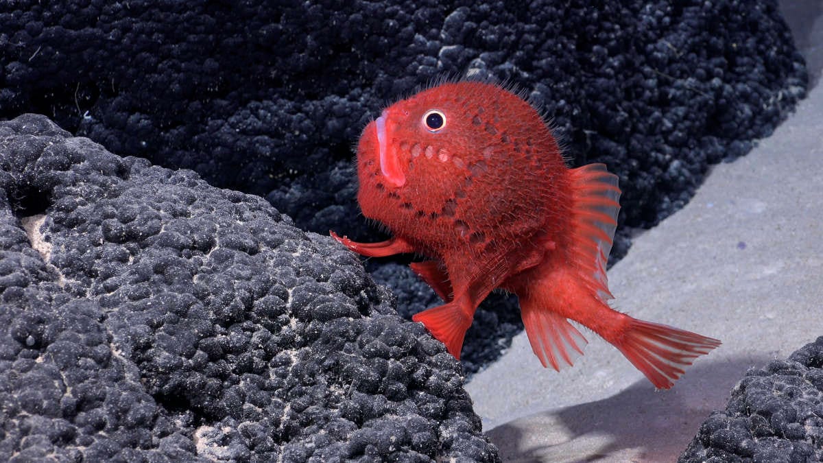 un pez de fuerte color rojo que parece que camina con sus aletas sobre el fondo