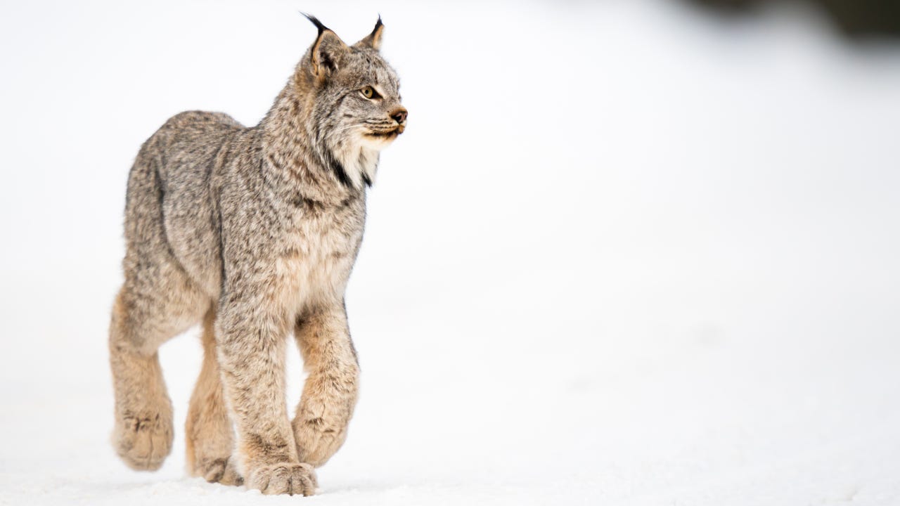 A Lynx walking through the snow.