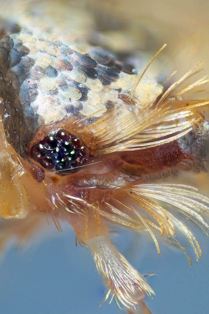 Silverfish eye | 30 frame focus stack, 10x microscope object… | Flickr