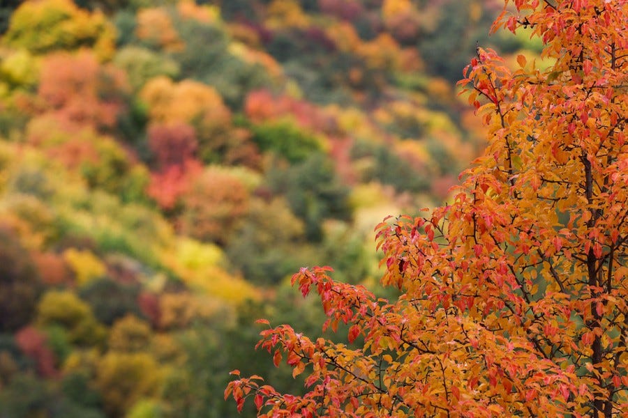 A hillside is covered in multicolored fall foliage.