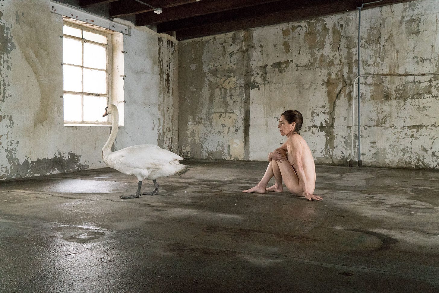Leda and the Swan (stills), 2019 — Susan Silas